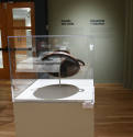 Installation photograph from "Picture Worlds: Greek, Maya, and Moche Pottery" on view September ...