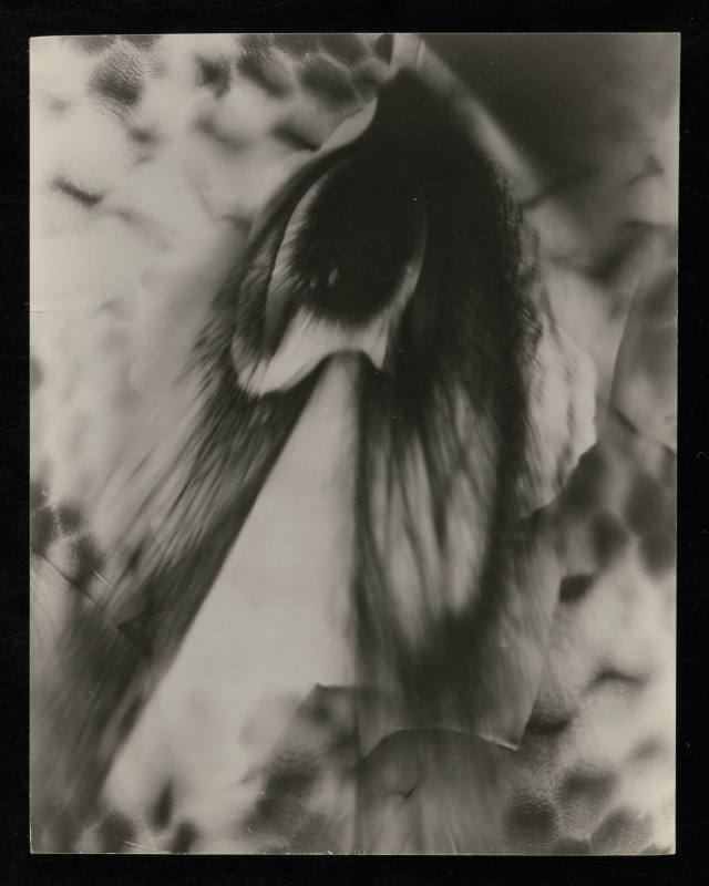 © Estate of Edward Quigley.  Image courtesy Emory Libraries Digitization.