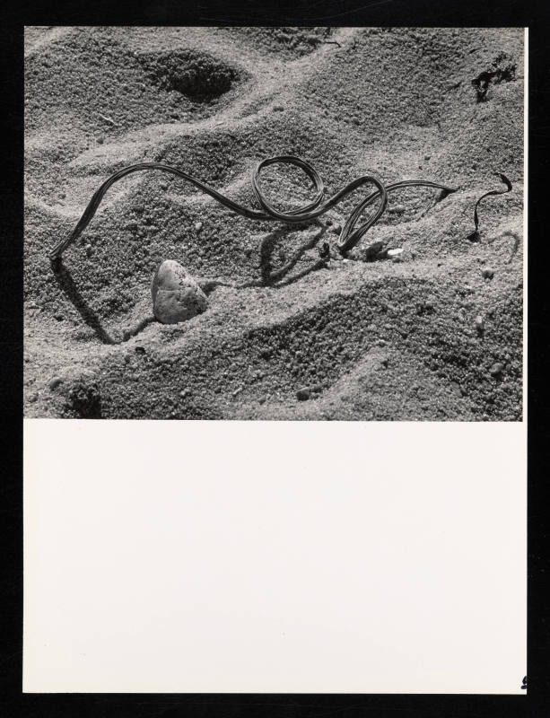 © Estate of Lloyd Ullberg.  Image courtesy Emory Libraries Digitization.