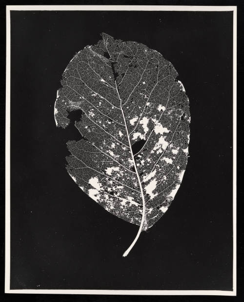 © Estate of Lloyd Ullberg.  Image courtesy Emory Libraries Digitization.