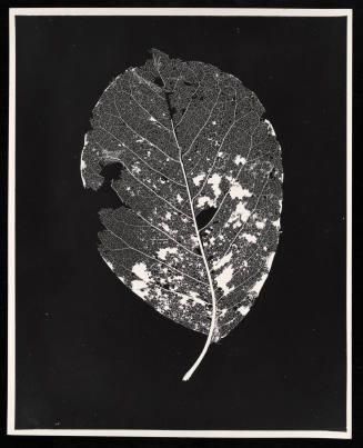 © Estate of Lloyd Ullberg.  Image courtesy Emory Libraries Digitization.