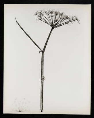 © Estate of Lloyd Ullberg.  Image courtesy Emory Libraries Digitization.
