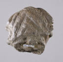 © Michael C. Carlos Museum, Emory University