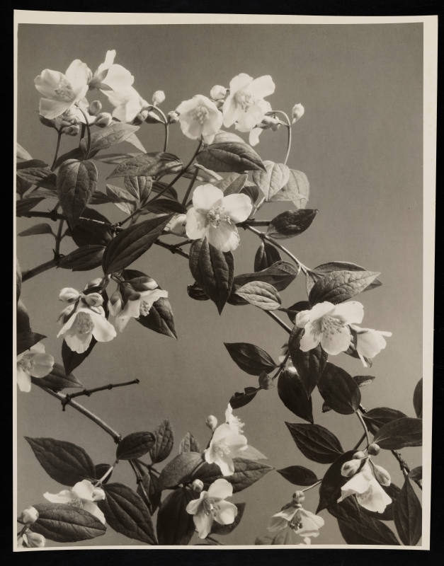 © Estate of Edward Quigley.  Image courtesy Emory Libraries Digitization.