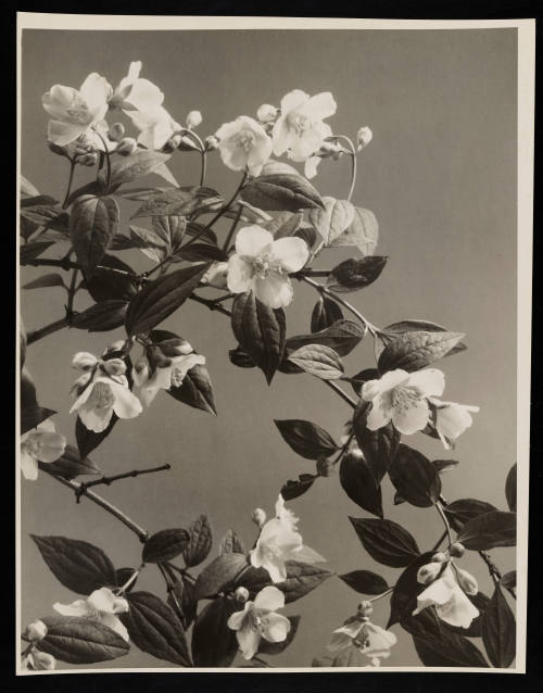 © Estate of Edward Quigley.  Image courtesy Emory Libraries Digitization.
