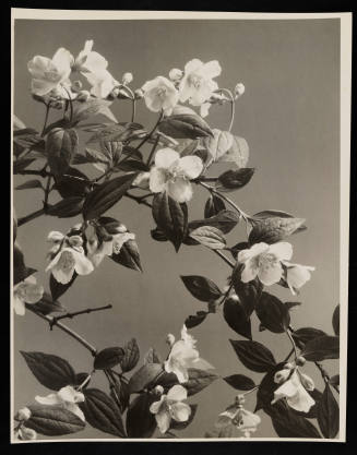 © Estate of Edward Quigley.  Image courtesy Emory Libraries Digitization.