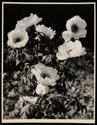 © Estate of Edward Quigley.  Image courtesy Emory Libraries Digitization.