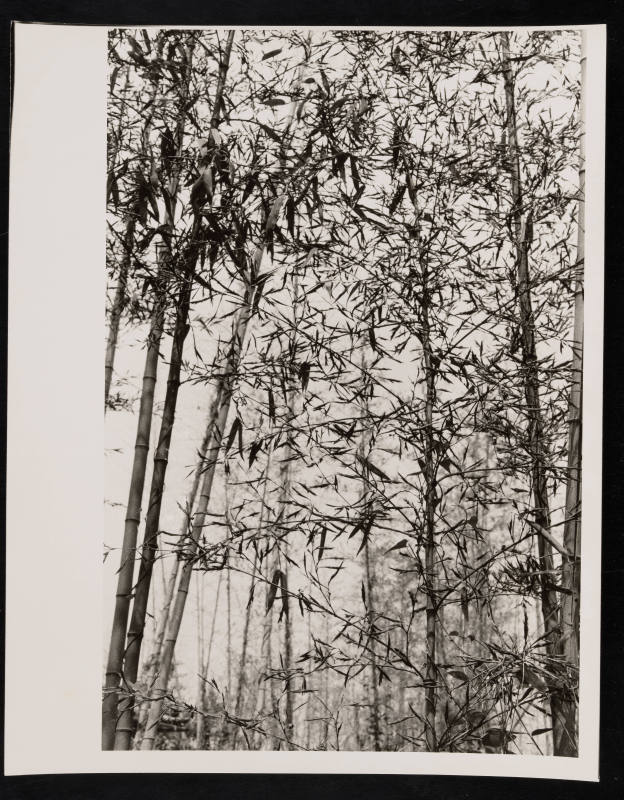 © Estate of Nathan Lerner.  Image courtesy Emory Libraries Digitization.