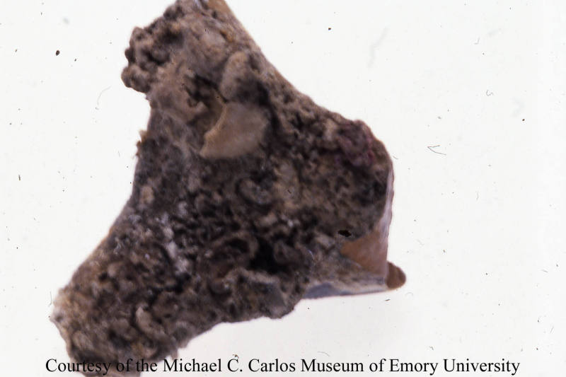 © Michael C. Carlos Museum, Emory University