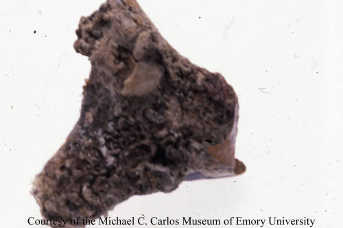 © Michael C. Carlos Museum, Emory University
