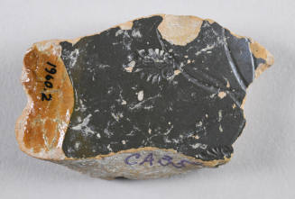 © Michael C. Carlos Museum, Emory University