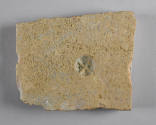 © Michael C. Carlos Museum, Emory University
