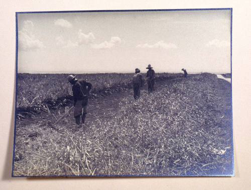 © Estate of Augustus Dixon Adair III.  Image courtesy Michael C. Carlos Museum, Emory Universit ...