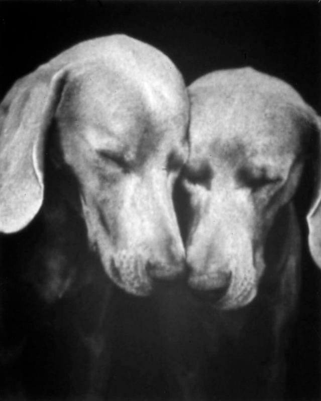 © William Wegman.  Image courtesy Michael C. Carlos Museum, Emory University.