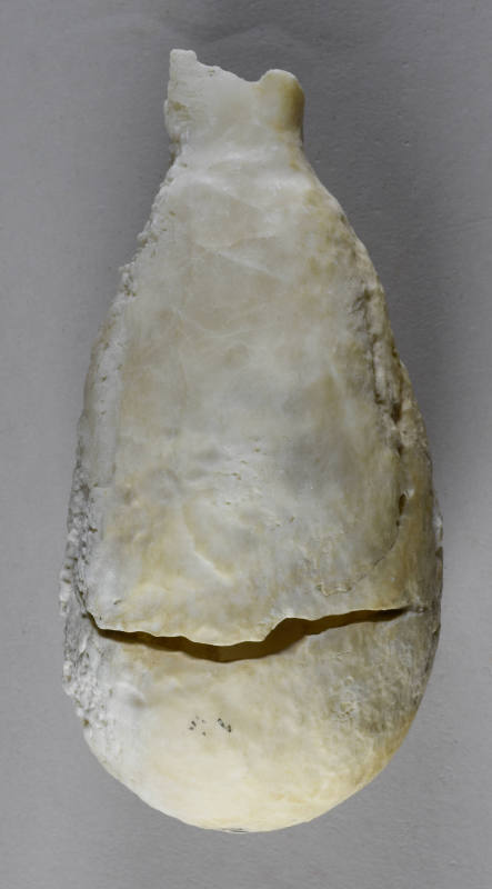 © Michael C. Carlos Museum, Emory University