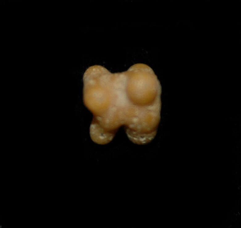 © Michael C. Carlos Museum, Emory University