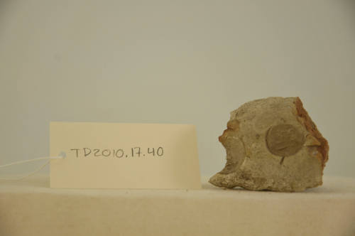 © Michael C. Carlos Museum, Emory University