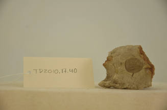 © Michael C. Carlos Museum, Emory University
