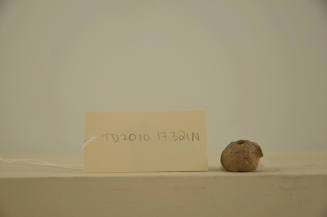 © Michael C. Carlos Museum, Emory University