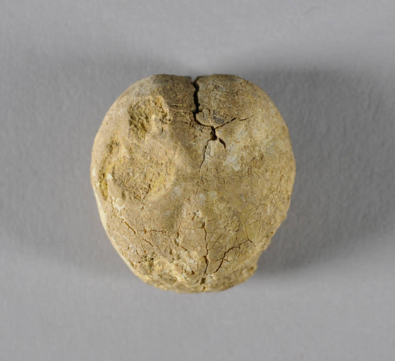 © Michael C. Carlos Museum, Emory University