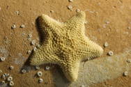 Courtesy of the Georges Ricard Foundation and the California Institute of World Archaeology