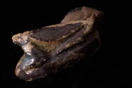 Courtesy of the Georges Ricard Foundation and the California Institute of World Archaeology