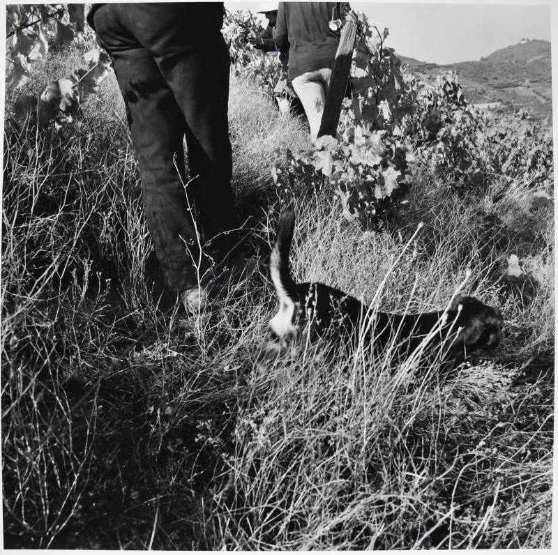© Estate of Larry Fink.  Image courtesy Michael C. Carlos Museum, Emory University.