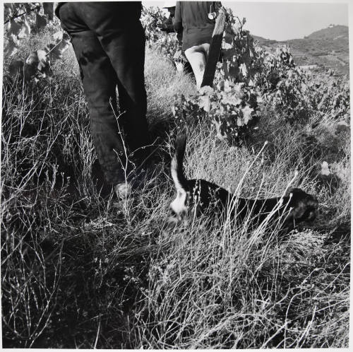 © Estate of Larry Fink.  Image courtesy Michael C. Carlos Museum, Emory University.